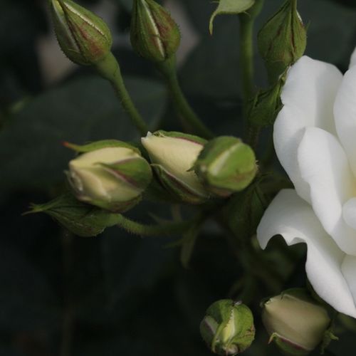 Rosa  Blanc Meillandecor® - bílá - Stromkové růže, květy kvetou ve skupinkách - stromková růže s keřovitým tvarem koruny